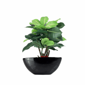 Botanica Ceramic Pot with Plant