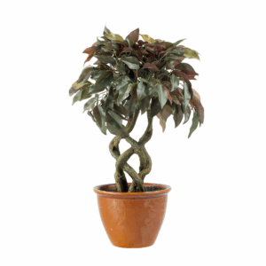 ArtisTree Ceramic Pot with Plant