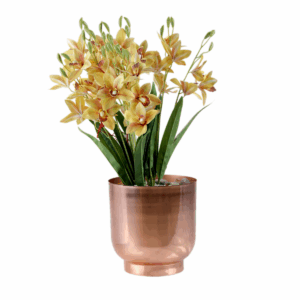 Terran Plant in Metal Pot