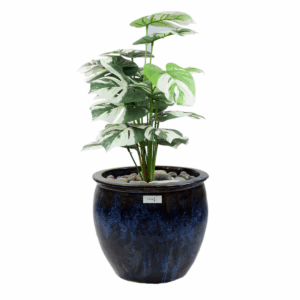 Clayva Plant in Ceramic Pot