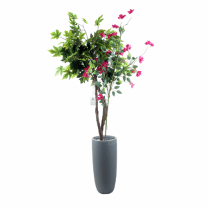 Folium Plant in Jaguar Pot