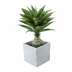 Verdis Plant in Jaguar Pot