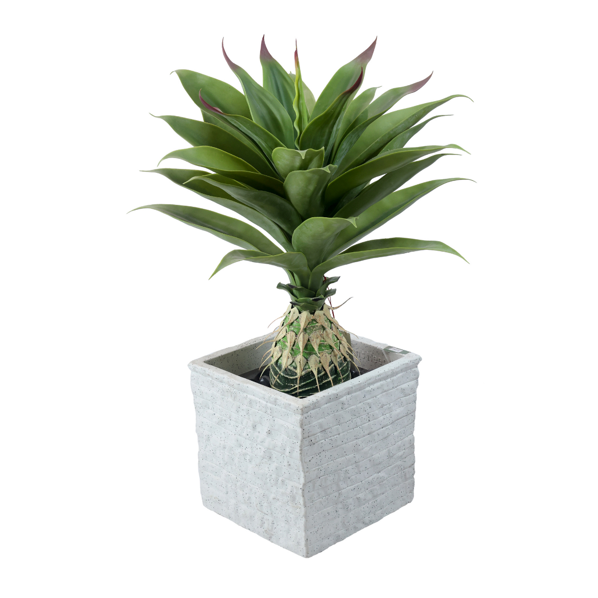Verdis Plant in Jaguar Pot