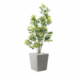 Lushva Plant in Fiber Pot