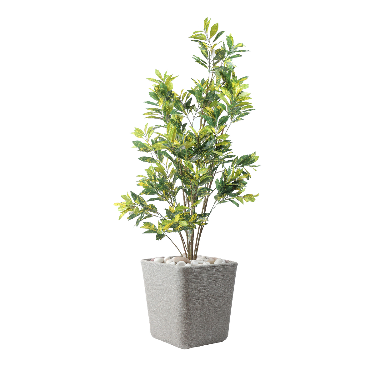 Lushva Plant in Fiber Pot