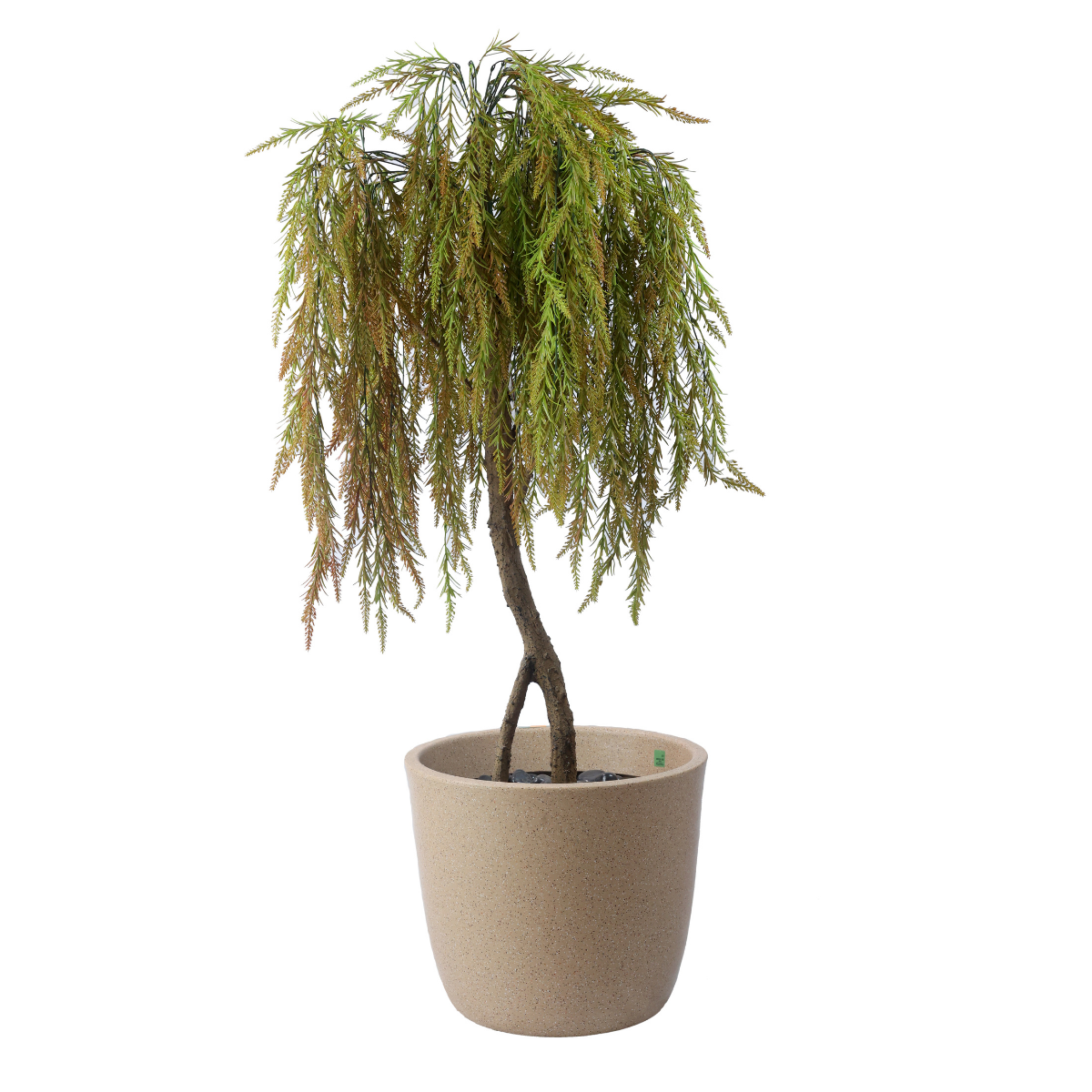 Eterna Plant in Jaguar Pot