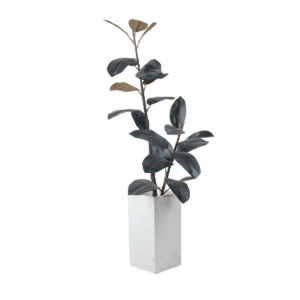 Silvra Rubber Plant in Jaguar Pot