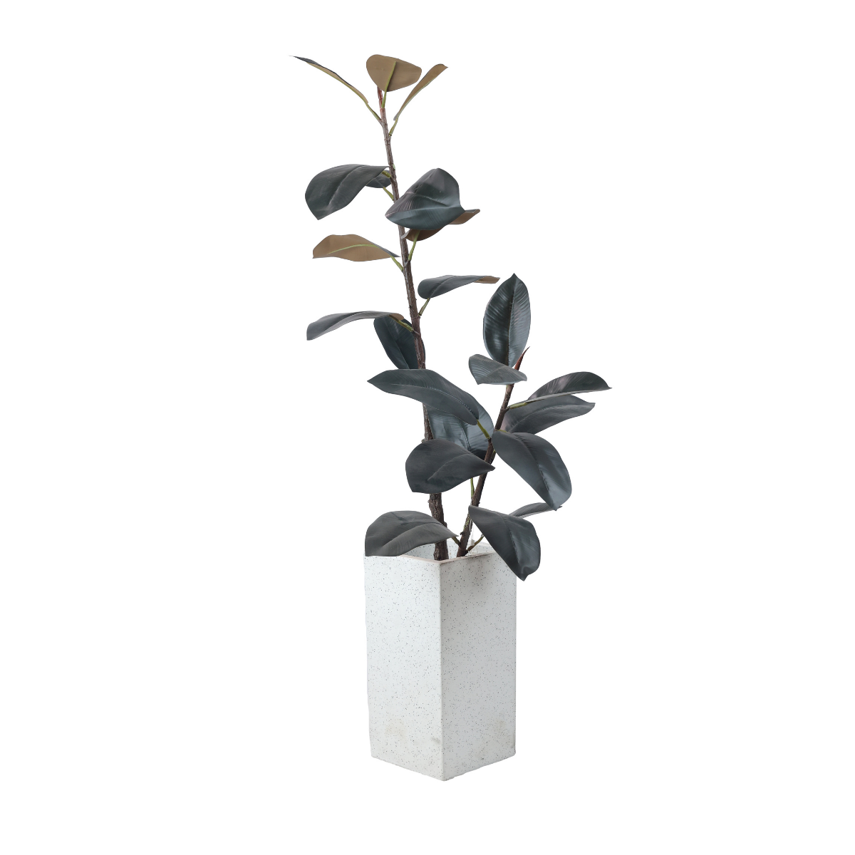 Silvra Rubber Plant in Jaguar Pot