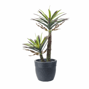 Everis Plant in Jaguar Pot