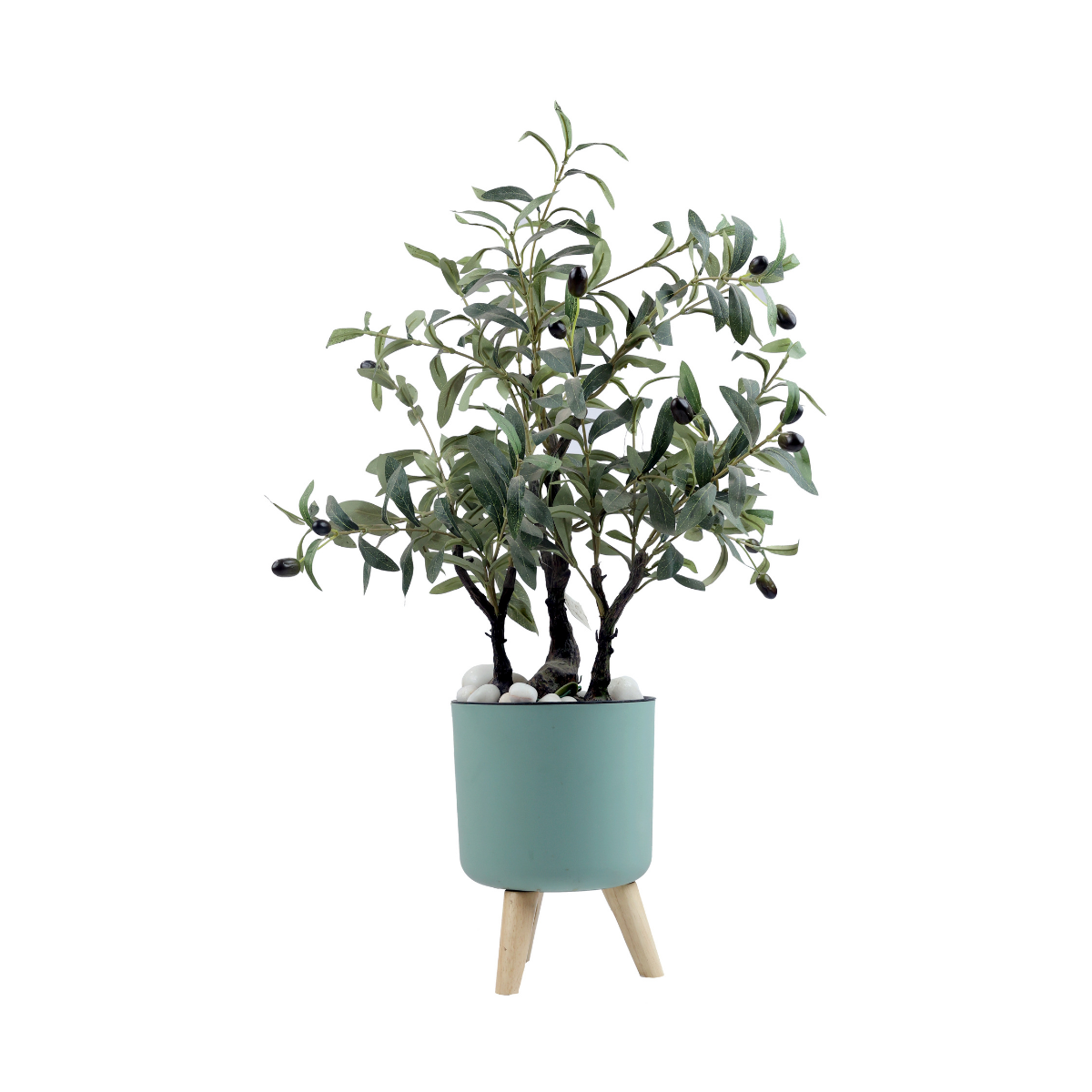 Zylo Plant in Plastic Pot