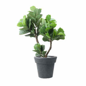 Thalos Plant in Jaguar Pot
