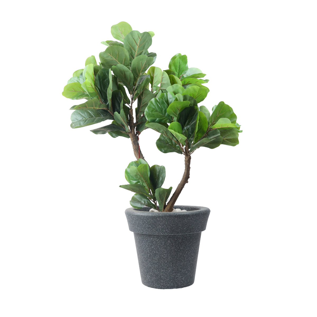 Thalos Plant in Jaguar Pot