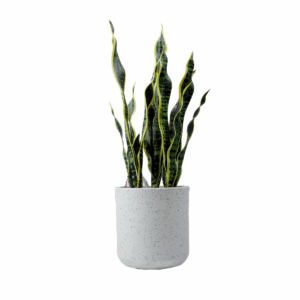 Orbis Plant in Jaguar Pot