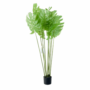 Novis Plant with Pot