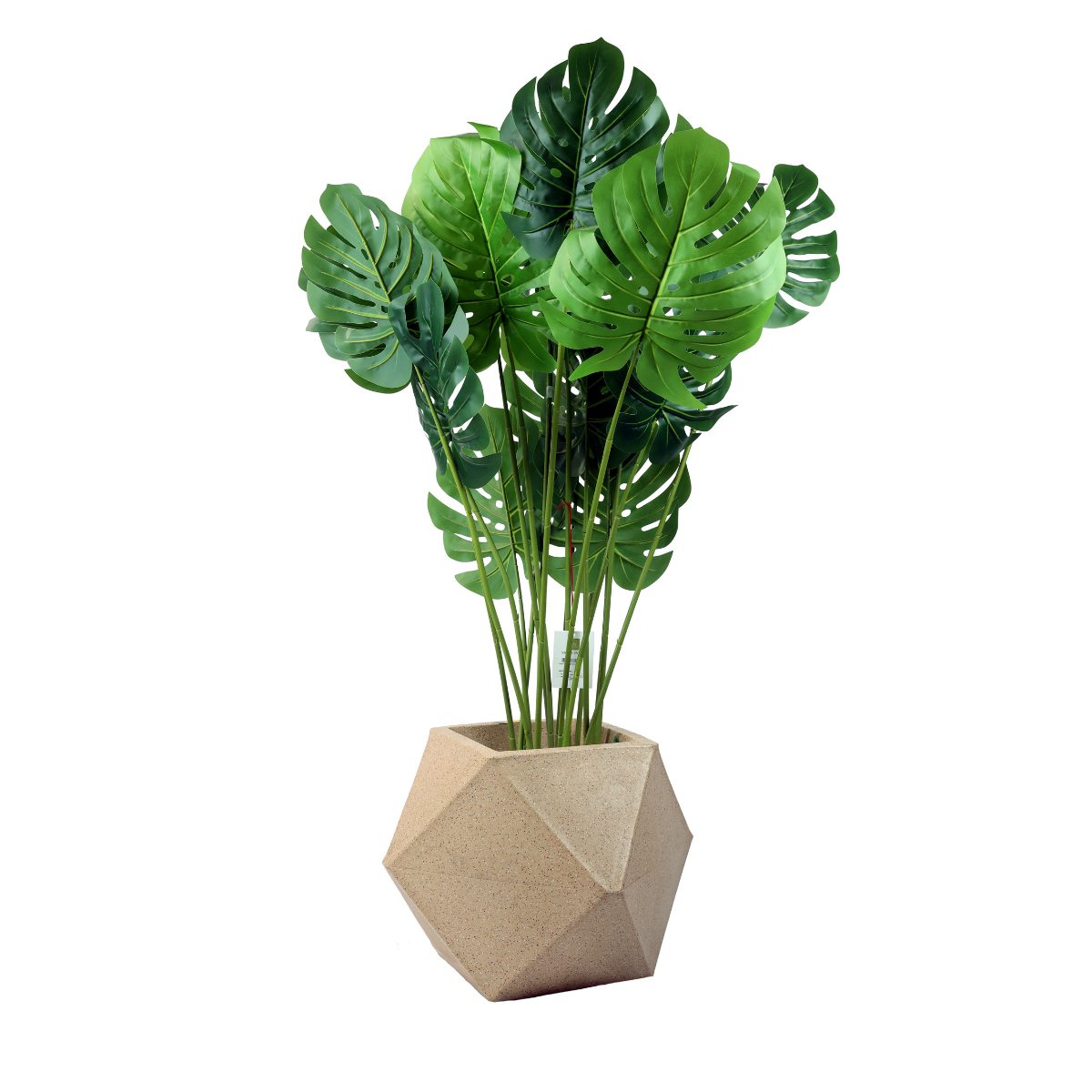 Luminleaf Plant in Jaguar Pot