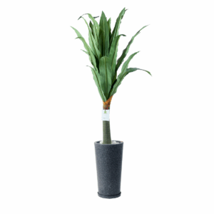 Nivora Plant in Jaguar Pot
