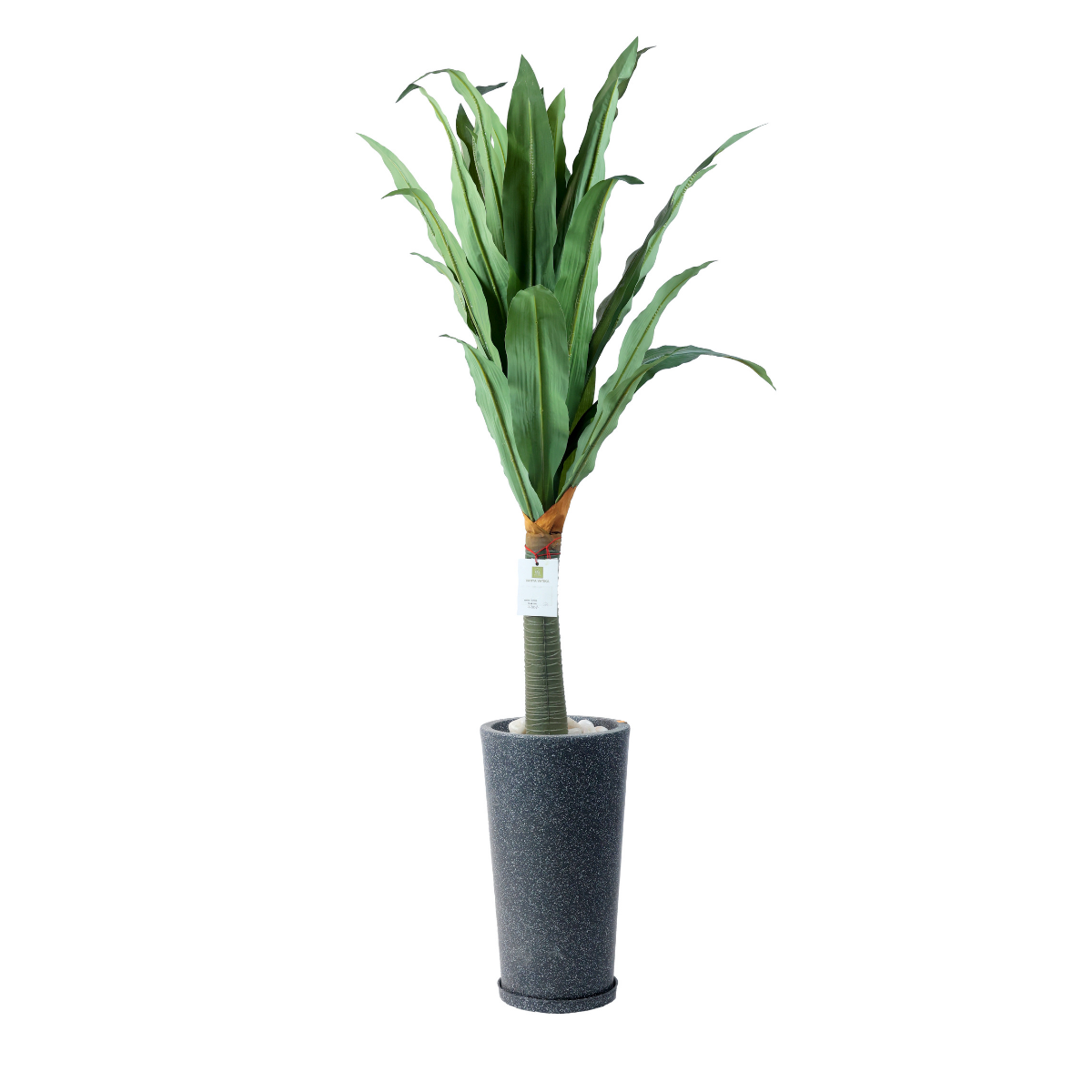 Nivora Plant in Jaguar Pot