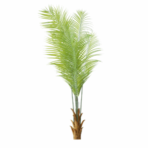 Erica Palm Plant