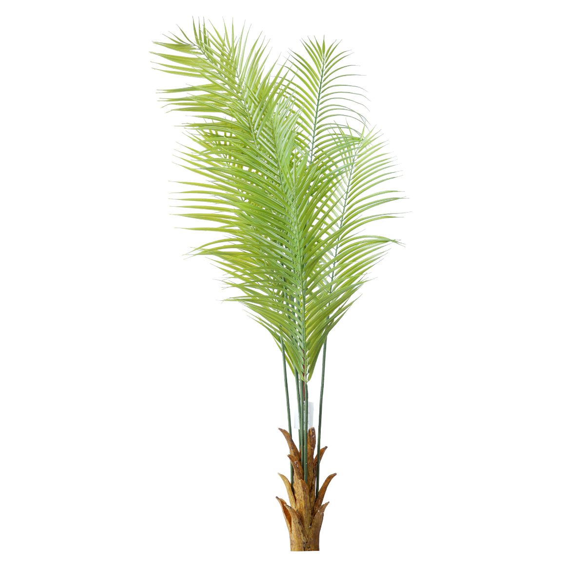 Erica Palm Plant