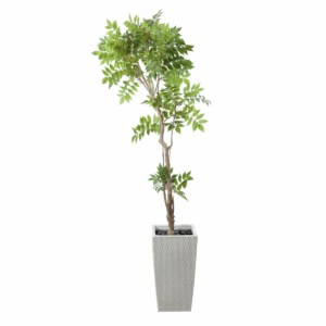 Bloom Plant in Jaguar Pot