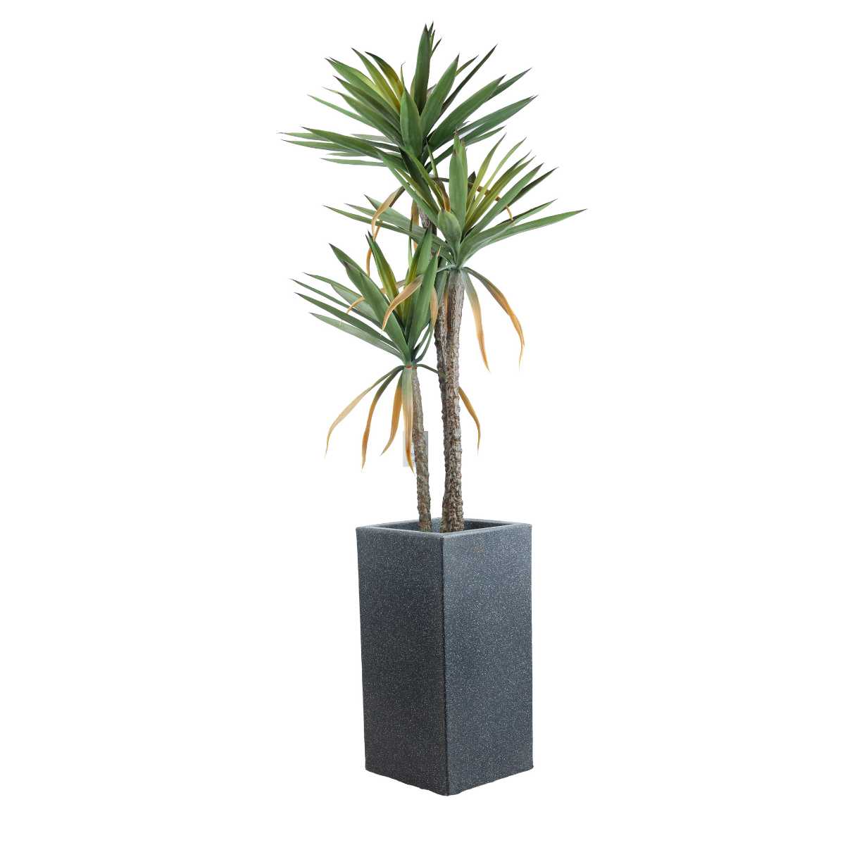 Plin Plant in Jaguar Pot