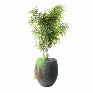 Twig Plant in Fiber Pot