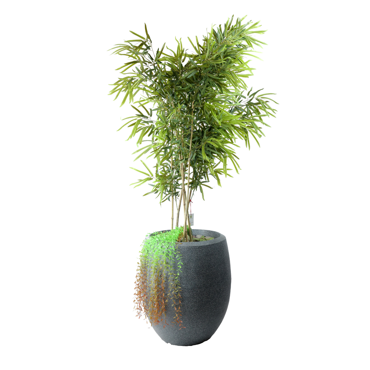 Twig Plant in Fiber Pot