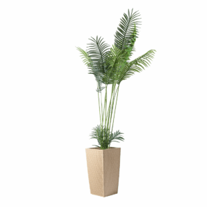 Glade Plant in Jaguar Pot