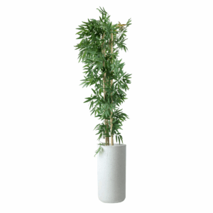 Cove Plant in Jaguar Pot