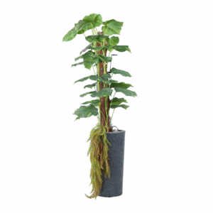 Frond Plant in Jaguar Pot