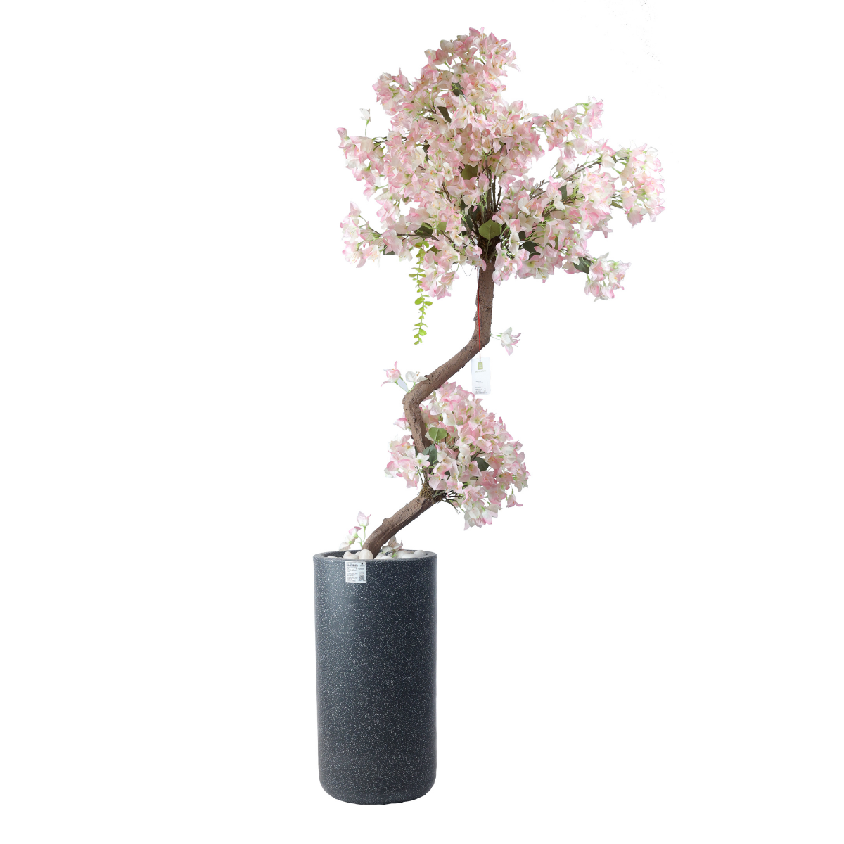 Spire Plant in Jaguar Pot