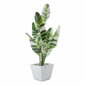 Loom Plant in Jaguar Pot