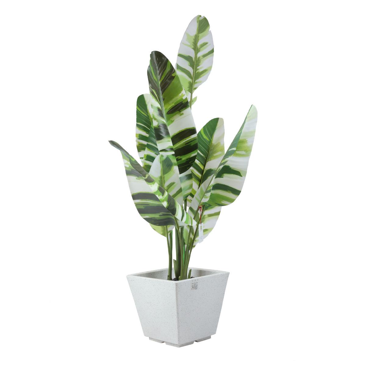 Loom Plant in Jaguar Pot
