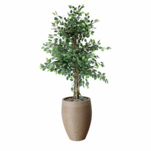 Trove Plant in Fiber Pot