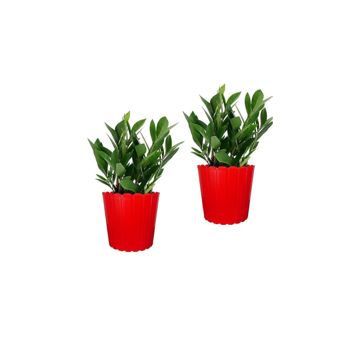 Thai Pot - Image 4