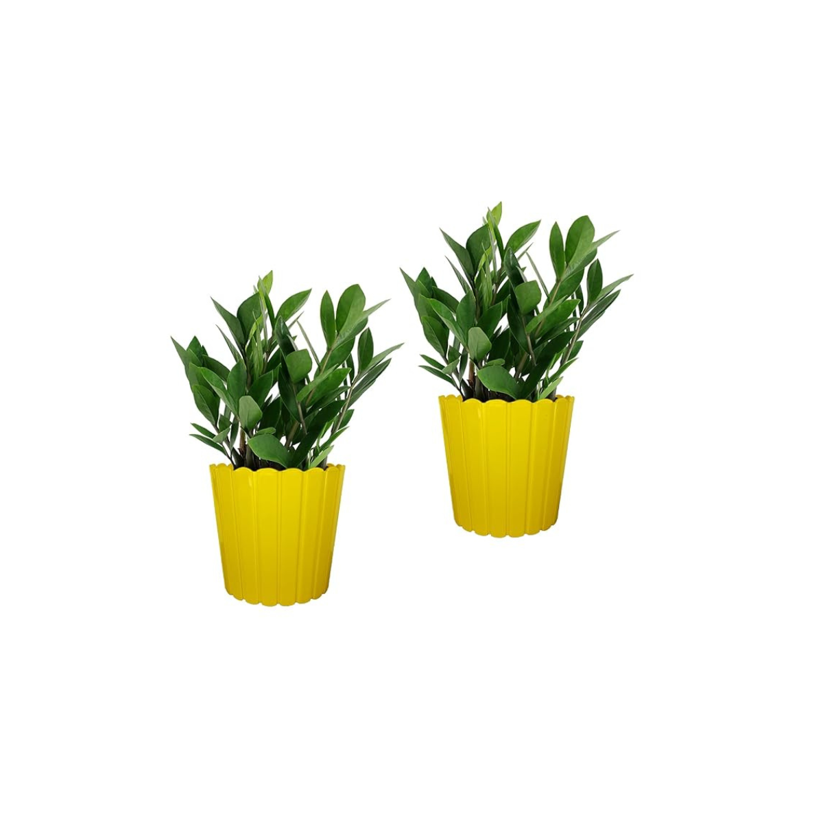 Thai Pot - Image 2