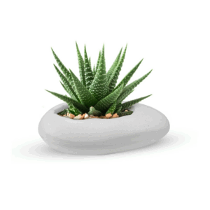 Pabble Pot