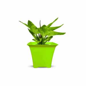 Orient Pot