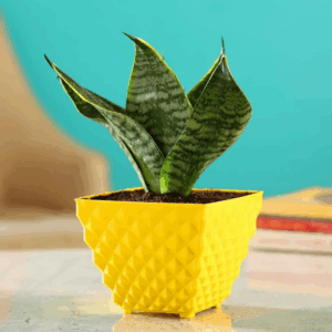 Kohinoor Pot