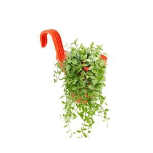 iSmart Pot