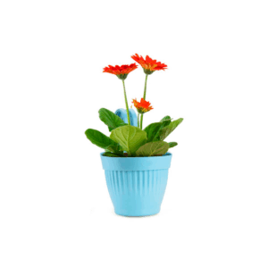 Dzire Pot