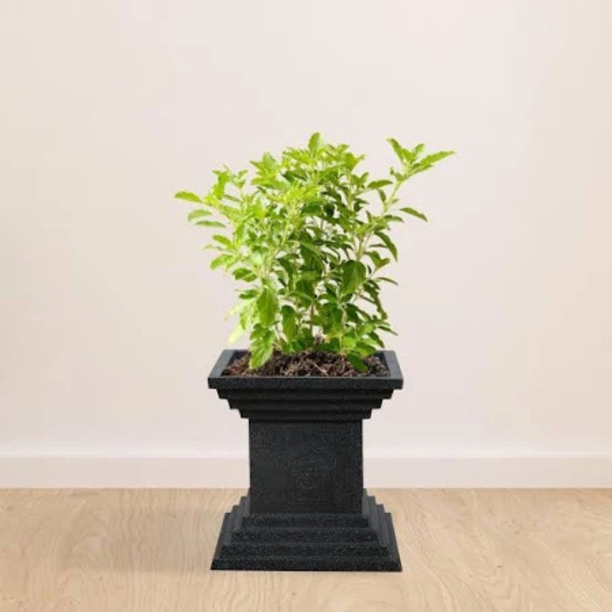 Tulsi Pot - Image 3