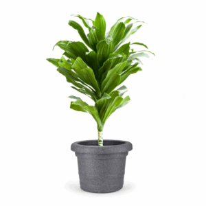 Las Vegas Pot